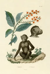 Combretum erythrophyllum, 1833-39